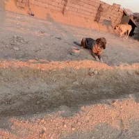 یک سگ عراقی