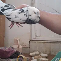 کبوتر طوقی|پرنده|اردبیل, |دیوار