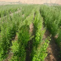 فروش نهال های اصلاح شده و پیوندی