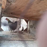 خروس وجوجه خروس مامونیه|حیوانات مزرعه|ساوه, |دیوار