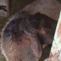فروش و یا معاوضه ی سه راس قوچ با بره ریز