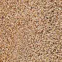 بذر گندم تیرگان|گل و گیاه طبیعی|آزادشهر, |دیوار