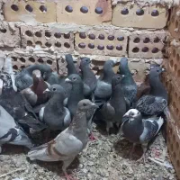 ۱۸ عدد آلمانی درجه یک زمانتی جفت ۷۰۰