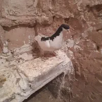 کفتر پرشی|پرنده|نیشابور, مازول|دیوار