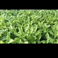 نهال فلفل وبادمجان