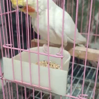 عروس هلندی|پرنده|پاکدشت, پاکدشت (مامازند)|دیوار