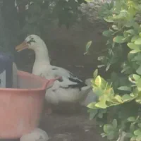 اردک