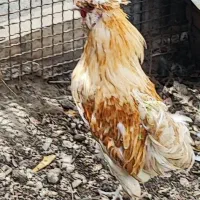 مرغ و خروس