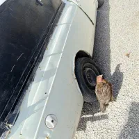 پیکان وانت مدل۹۲ شاسی پ|خودرو سواری و وانت|سیب و سوران, |دیوار