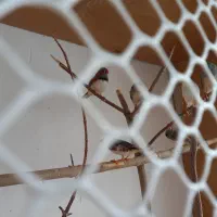 فنچ مولد سه جفت