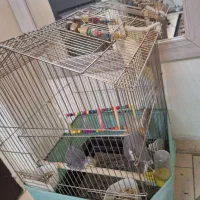 ۳تا عر وس سالم ۷ماهه نرو ماده|پرنده|رباط‌کریم, رباط‌کریم|دیوار