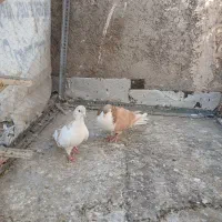 کفتررنگی و دورگ