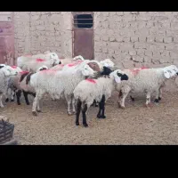 تعدادمیش وچبوش بزغاله ماده قیمت3550|حیوانات مزرعه|گزیک, |دیوار