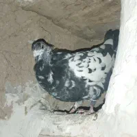 کبوتر|پرنده|آشخانه, |دیوار