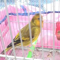 سهره قناری لرخان بدونه ایراد