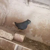 کبوتر پرنده