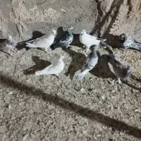 کبوتر|پرنده|قم, ولیعصر|دیوار