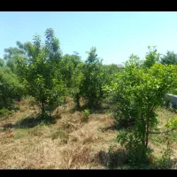 زمین با سند و کاربری مسکونی