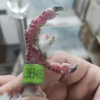 کبوتر شکارشده|حیوانات|مراغه, |دیوار