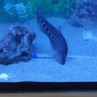 ماهی آکواریوم|ماهی|کازرون, |دیوار