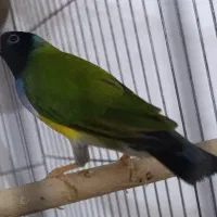 گلدین نر+جفت فنج زبرا|پرنده|باوی, |دیوار