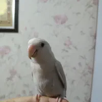 طوطی برزیلی رنگ خاص