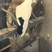 دم موشکی.دم سیاه..هر دو چند تیزی به اخر.