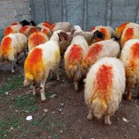 گوسفند آبستن