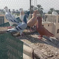 کبوتر|پرنده|جهرم, |دیوار