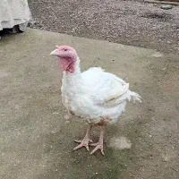 اردک غاز محلی بوقلمون|حیوانات مزرعه|اسالم, |دیوار