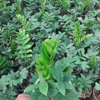 زاموفیلیا سبز هلندی|گل و گیاه طبیعی|تهران, سازمان آب|دیوار