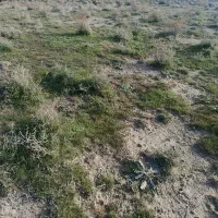 چوپان برای چراندن گوسفند