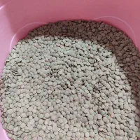 عدس|خوردنی و آشامیدنی|خواجه, |دیوار
