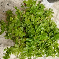 گل یخ ارغوان برگ بیدی اشک تمساح