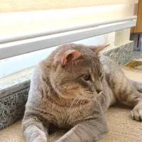 واگذاری اسکاتیش انفولد|گربه|بوشهر, |دیوار