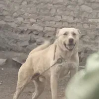 سگ.