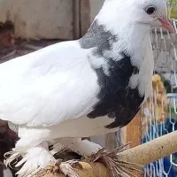 کبوتر طوقی زینتی|پرنده|بابل, |دیوار