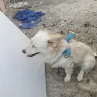 سگ خونگی|سگ|زابل, |دیوار