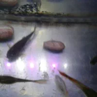 اکواریوم کوچک با ناهی ولوازم