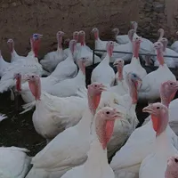 بوقلمون گوشتی|حیوانات مزرعه|بیرجند, |دیوار