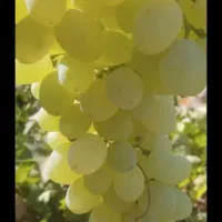 انگور عسکری درجه یک