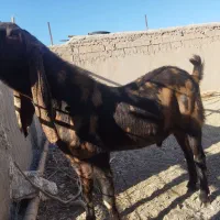 بز پاکستانی|حیوانات مزرعه|خواف, |دیوار