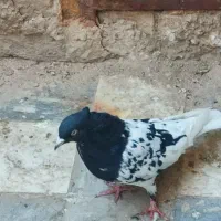 کل سیاه|پرنده|قم, شهر قائم|دیوار