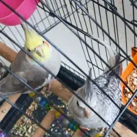 عروس هلندی جفت