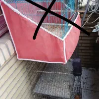 قفس پرنده سالم|لوازم جانبی حیوانات|رشت, چمارسرا|دیوار