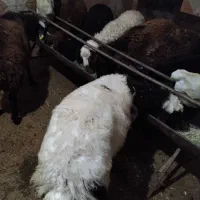 12 تا بره نر|حیوانات مزرعه|الیگودرز, |دیوار