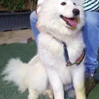 سگ سامویید|سگ|فردیس, شهرک شهید حسینی|دیوار