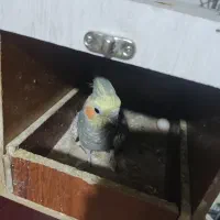 جفت مولد عروس هلندی به همراه دو جوجه خودشون|پرنده|تهران, مسعودیه|دیوار