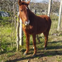 مادیون۱۸ماهه خوش رنگ