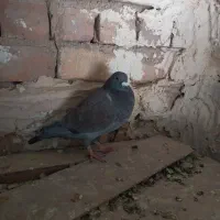 دوتا پلاکی هنوز یکی الا دوتا دیگه تا سر بندهوای